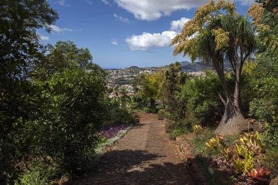 Plants in the botanical garden in Funchal, on the right mighty elephant foot (Beaucarnea recurvata), Jardim Botanico, Funchal, Madeira, Portugal