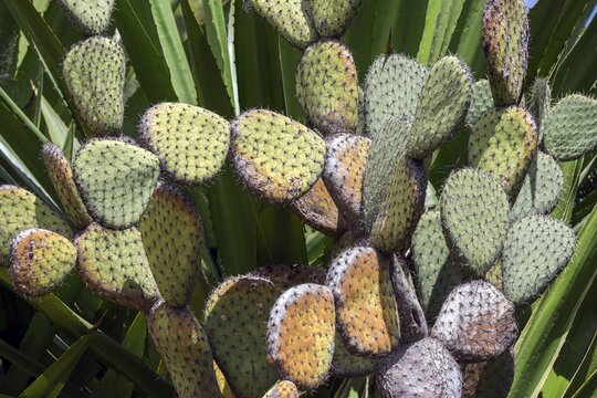 Cactus, Opuntia (Opuntia), Madeira, Portugal