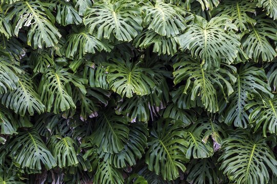 Window leaves (Monstera), Funchal Botanical Garden, Jardim Botanico, Madeira, Portugal