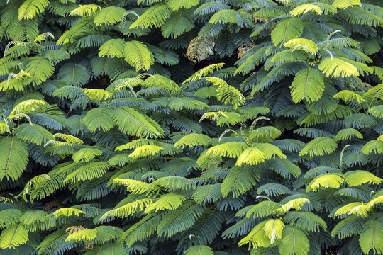 Leaves of the royal poinciana (Delonix regia), Andean Garden Funchal, Jardim Botanico, Madeira, Portugal