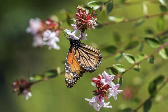 Monarch butterfly (Danaus plexippus) sitting on a flower, Madeira, Portugal