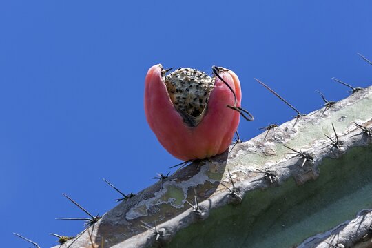 Cactus, cactus fruit, ripe fruit of the Peruvian apple cactus (Cereus repandus), Botanical Garden Funchal, Jardim Botanico, Madeira, Portugal