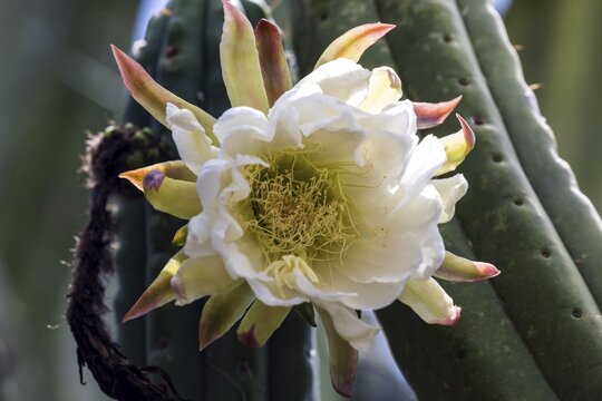 Cactus, cactus flower, flower of the Peruvian apple cactus (Cereus repandus), Botanical Garden Funchal, Jardim Botanico, Madeira, Portugal