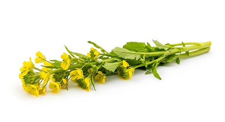 Fresh Yellow Rapeseed Flowers and Green Leaves