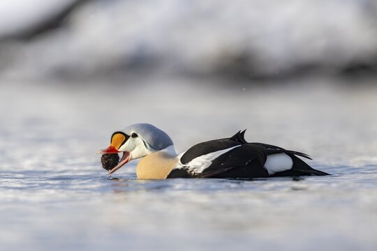 King eider (Somateria spectabilis), also known as King Eider, male eating a sea urchin, Batsfjord, B&aring;tsfjord, Varanger Peninsula, Finnmark, Northern Norway, Norway