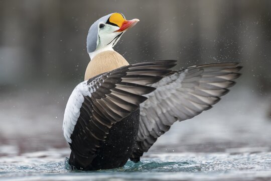 King eider (Somateria spectabilis), also known as King Eider, male with outstretched wings, Batsfjord, B&aring;tsfjord, Varanger Peninsula, Finnmark, Northern Norway, Norway