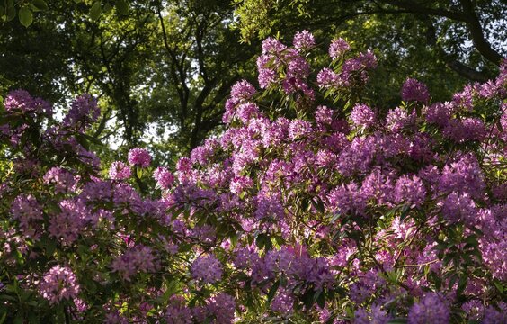 Rhododendron flowers (Rhododendron Homer), Royal Botanic Gardens, Kew, London, England, Great Britain