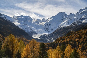 Autumn Larch Forest Front Morteratsch