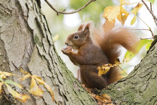 Eurasian red squirrel (Sciurus vulgaris) sitting on chestnut tree (Castanea), eating hazelnut, Hesse, Germany