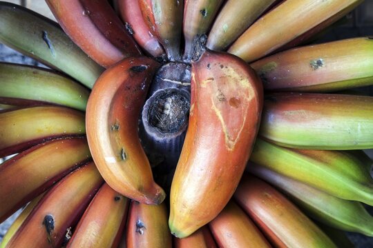 Red bananas (Musa acuminata 'Red Dacca'), indoor market, Mercado dos Lavradores, Funchal, Madeira, Portugal