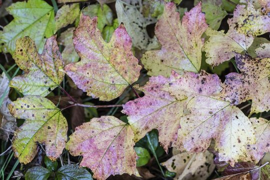Guelder rose (Viburnum opulus), autumn foliage, Emsland, Lower Saxony, Germany