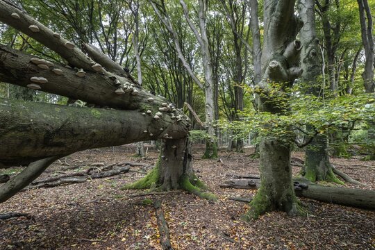 Tinder fungus (Fomes fomentarius) on fallen beech (Fagus sylvatica), Emsland, Lower Saxony, Germany