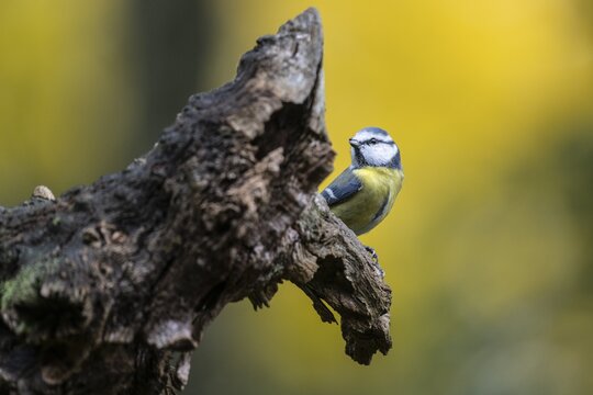 Blue Tit (Parus caerulea), Emsland, Lower Saxony, Germany