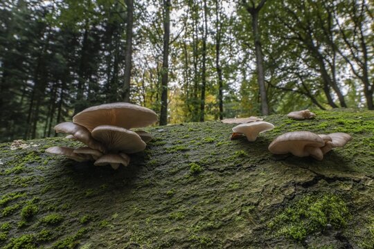 Herber Zwergkn&auml;ueling (Panellus stypticus), Emsland, Lower Saxony, Germany
