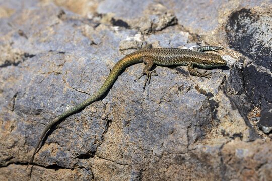 Madeira lizard or madeiran wall lizard (Teira dugesii), endemic, Madeira Island, Portugal
