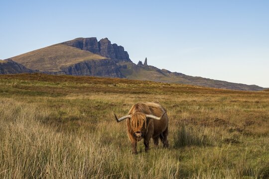 Scottish Highland Cattle (Bos taurus) on a pasture, In the back rock formation Old Man of Storr, Isle of Skye, Inner Hebrides, Scotland, Great Britain