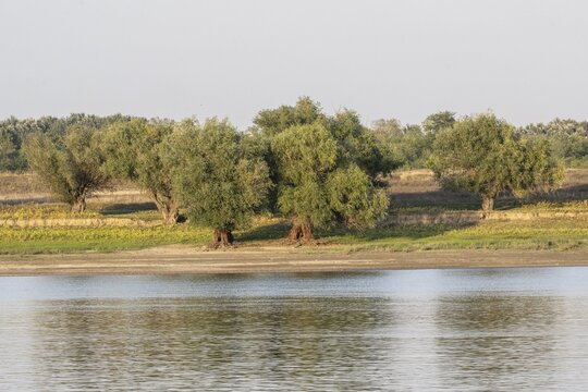 White willows (Salix alba) on the banks of the Danube, Romania