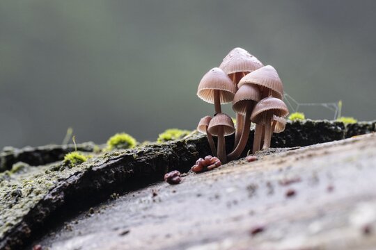 Large blood helmet (Mycena haematopus), Emsland, Lower Saxony, Germany