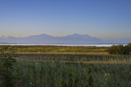 Strip of reeds, thatch (hragmites australis) on Lake Chiemsee, with the Chiemgau Alps in the background, Seebruck, Chiemgau, Bavaria, Germany
