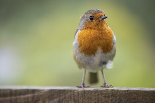 European robin (Erithacus rubecula) on a fence, Scotland, Great Britain