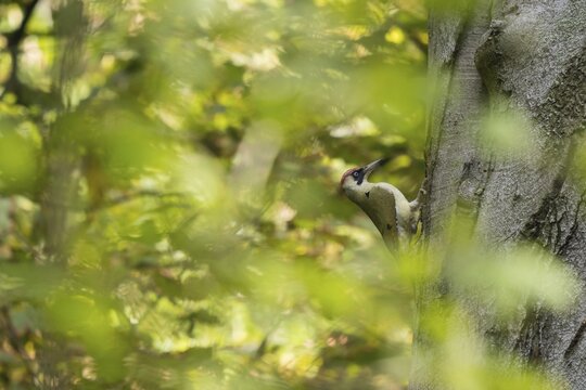European green woodpecker (Picus viridis), foraging on a tree trunk, Hesse, Germany