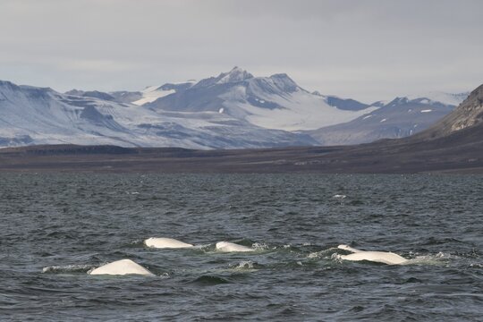 Group of belugas, beluga whales (Delphinapterus leucas), Kapp Wijk, Spitsbergen, Svalbard, Norway