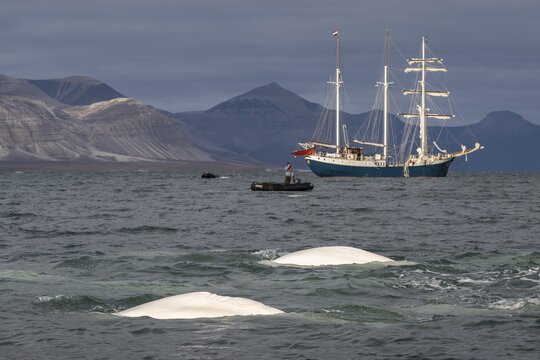 Group of belugas, Beluga whales (Delphinapterus leucas), Barkentine Antigua, Kapp Wijk, Svalbard, Norway