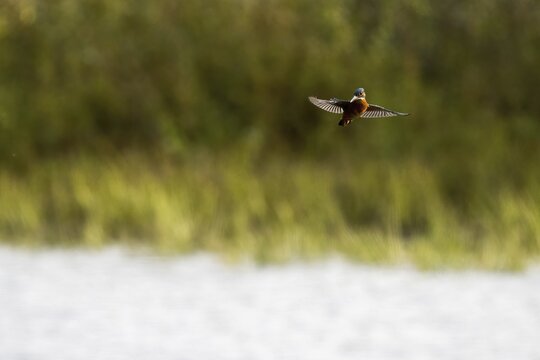 Common kingfisher (Alcedo atthis) vibrating, Hesse, Germany