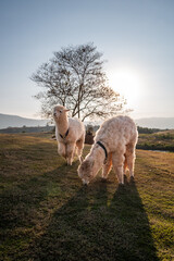 Obraz premium Two alpacas walking freely on the grassy valley to find some foods with background of sunset.