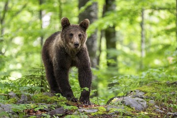 European brown bear (Ursus arctos arctos) in the forest, Notranjska region, Slovenia