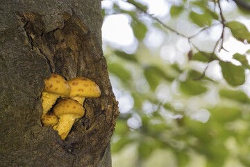Golden scalycap (Pholiota aurivella) on an old copper beech (Fagus sylvatica)