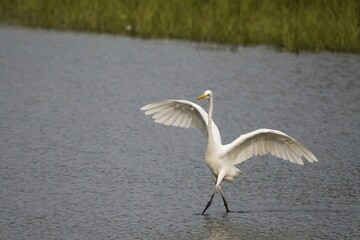 Great egret (Ardea alba) fishing, fishing, Hesse, Germany