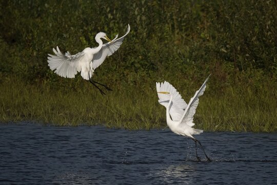 Two great egret (Ardea alba), fighting, Hesse, Germany