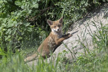 Red fox (Vulpes vulpes), young fox in front of foxhole, Switzerland