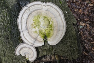 Hairy bracket (Trametes hirsuta), Emsland, Lower Saxony, Germany