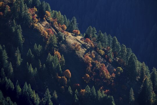 Autumn trees on a mountain slope, Passo Giau, Dolomites, Veneto, Italy