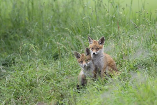 Red fox (Vulpes vulpes), young foxes in meadow in front of fox den, Switzerland