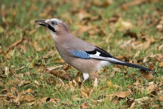 Eurasian jay (Garrulus glandarius) with beech tree in its beak, Hesse, Germany