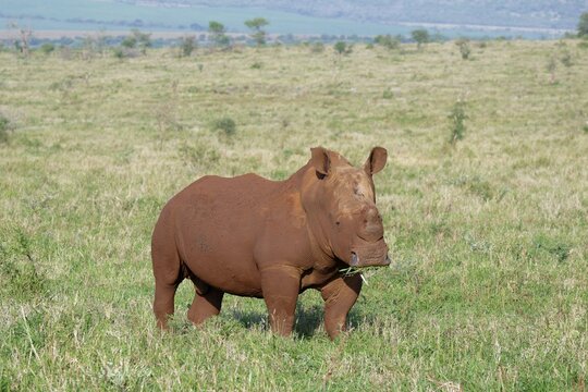 White rhinoceros, white rhino or square-lipped rhinoceros (Ceratotherium simum) covered with red soil, Kwazulu Natal Province, South Africa