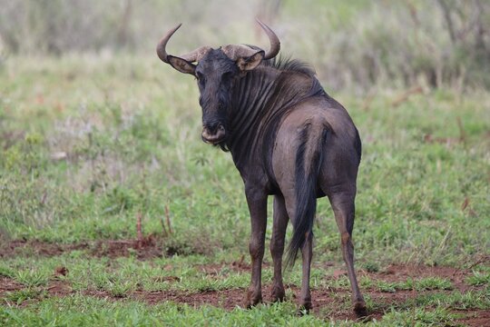 Blue wildebeest (Connochaetes taurinus taurinus), common wildebeest or brindled gnu, Kwazulu Natal Province, South Africa