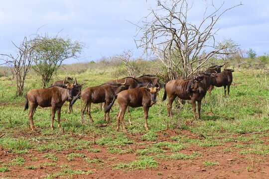 Group of Blue wildebeest (Connochaetes taurinus taurinus), common wildebeest or brindled gnu, Kwazulu Natal Province, South Africa