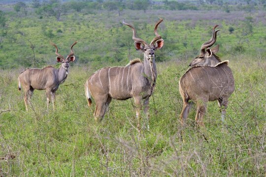 Male Greater kudus (Tragelaphus strepsiceros) in the savannah, Kwazulu Natal Province, South Africa