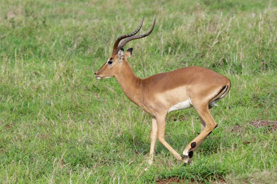 Impala (Aepyceros melampus melampus) running in the savannah, Kwazulu Natal Province, South Africa