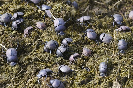 Dung beetles or scarab beetles pushing feces round ball, Kwazulu Natal Province, South Africa