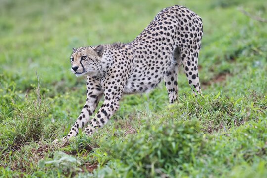 Young Southeast African cheetah (Acinonyx jubatus jubatus) stretching in the savannah, Kwazulu Natal Province, South Africa
