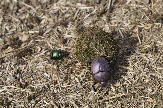 Dung beetle or scarab beetle pushing feces round ball, Kwazulu Natal Province, South Africa