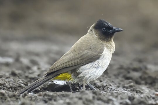 Dark-capped bulbul (Pycnonotus tricolor), Kwazulu Natal Province, South Africa