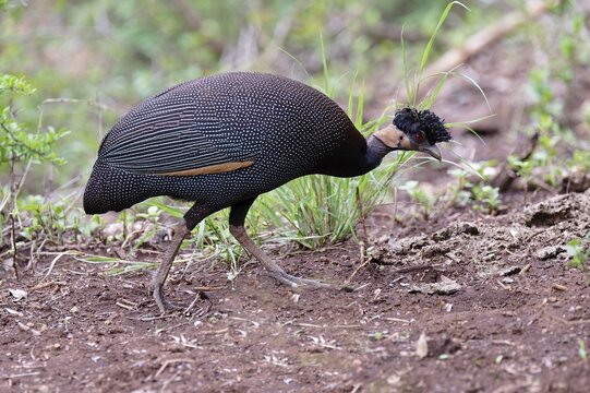 Crested guineafowl or Southern Crested Guineafowl (Guttera edouardi), Kwazulu Natal Province, South Africa