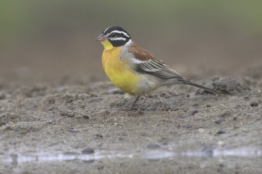 Golden-breasted bunting (Emberiza flaviventris), Kwazulu Natal Province, South Africa
