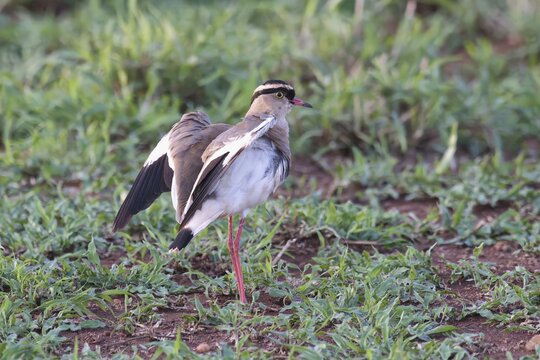 Crowned lapwing (Vanellus coronatus) or crowned plover, Kwazulu Natal Province, South Africa